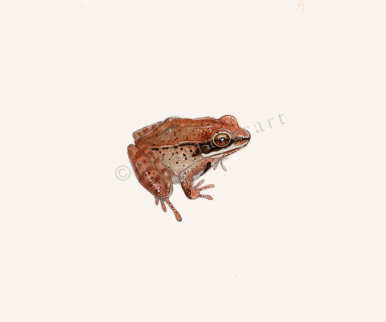 NEW! Wood Frog Original Watercolor Painting